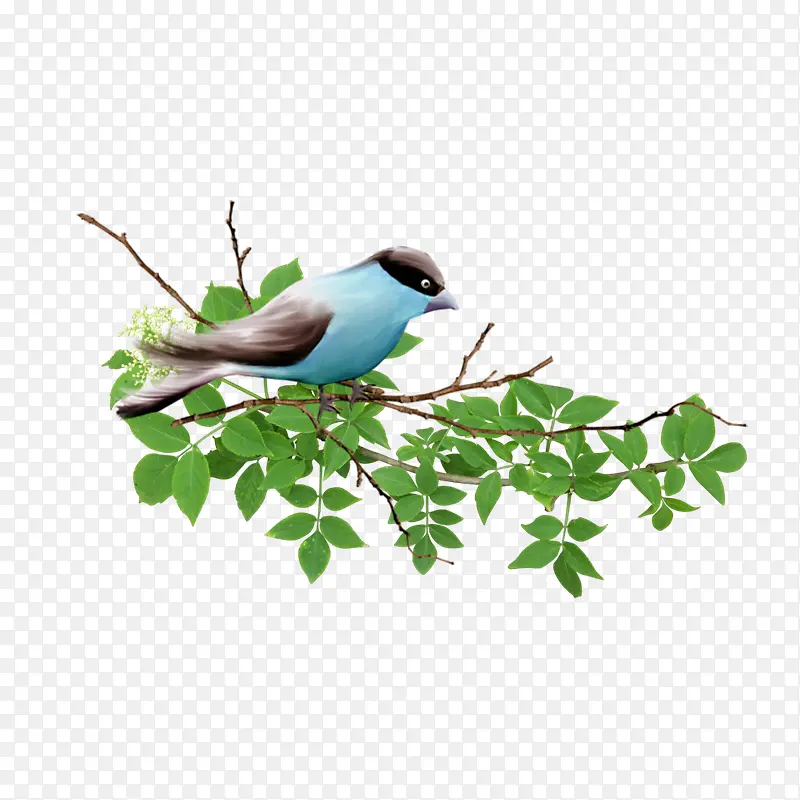 ��֦�ϵ���-������