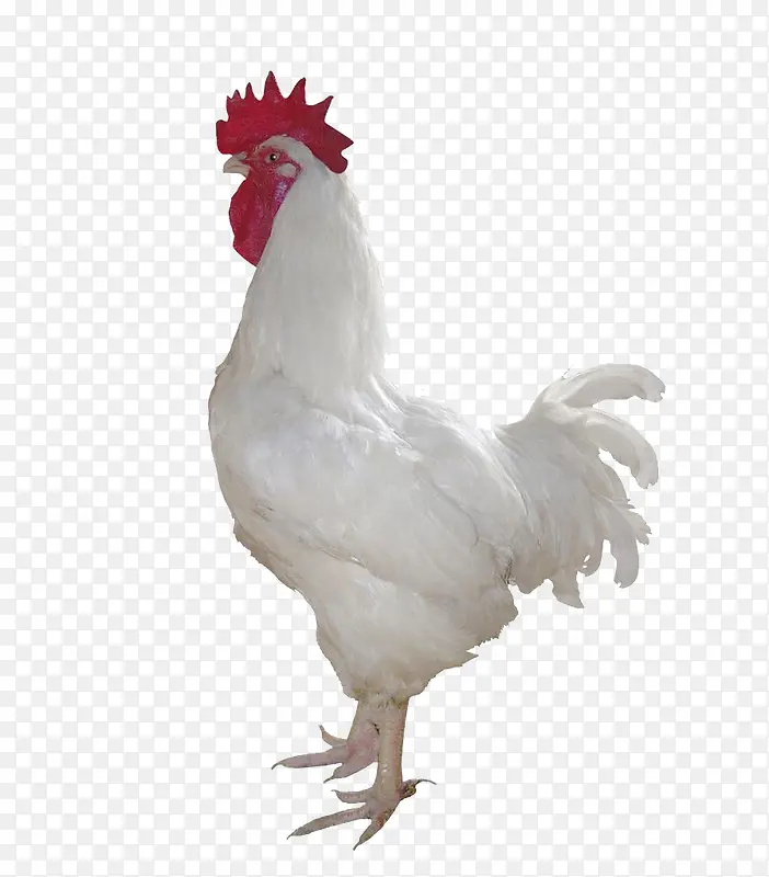 ����ɫ����-������