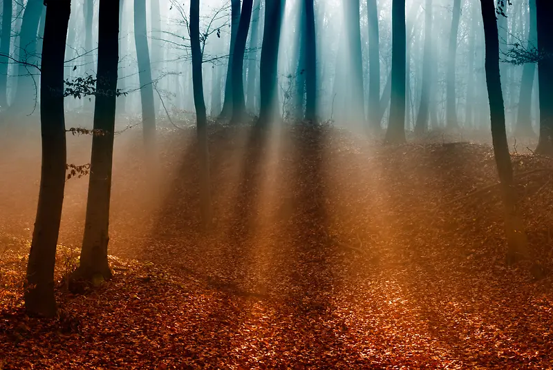 ɭ�ֱ����ز�-������