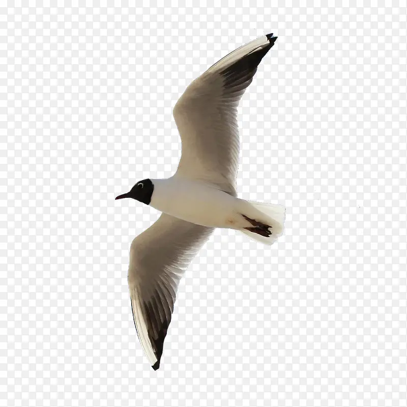 �����ز�-������