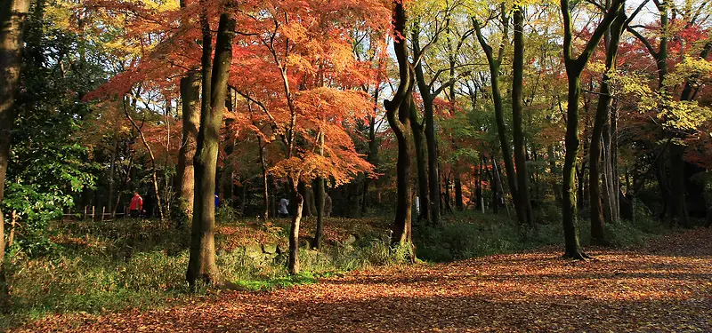 ������Ӱ����-������