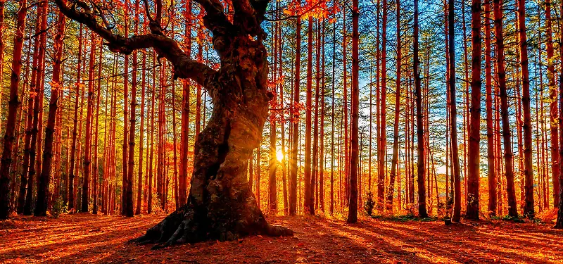 ������Ӱ����-������