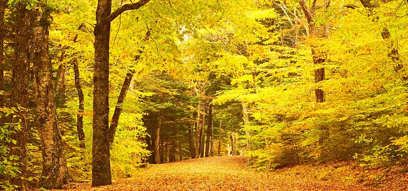 ������Ӱ����-������