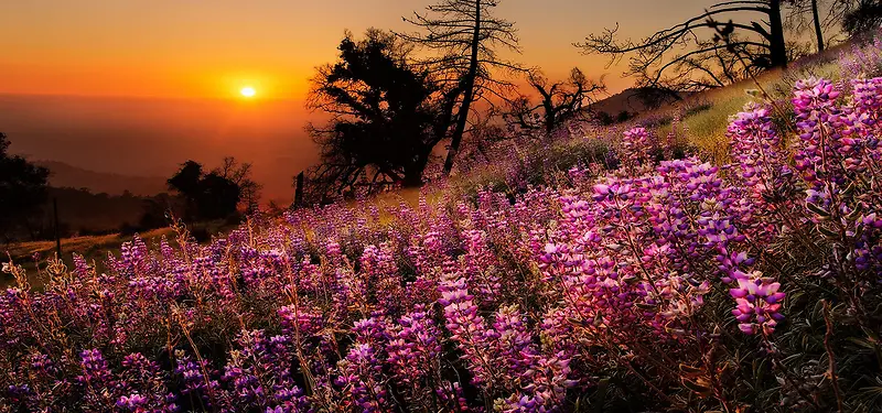 ������Ӱ����-������