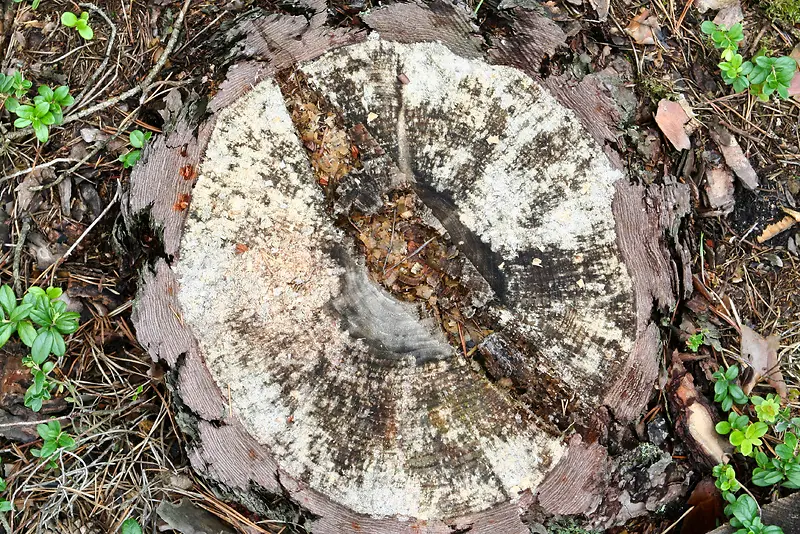 ��׮���Ҳ�-������