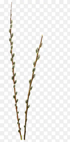 ��֦-������