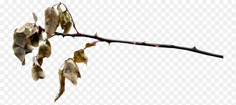 ��ή����Ҷ-������