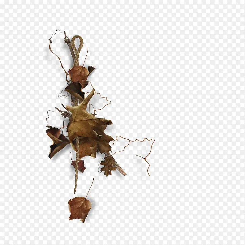 ��ή����֦-������