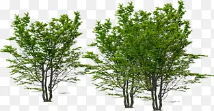 ��̬��԰��ֲ����-������