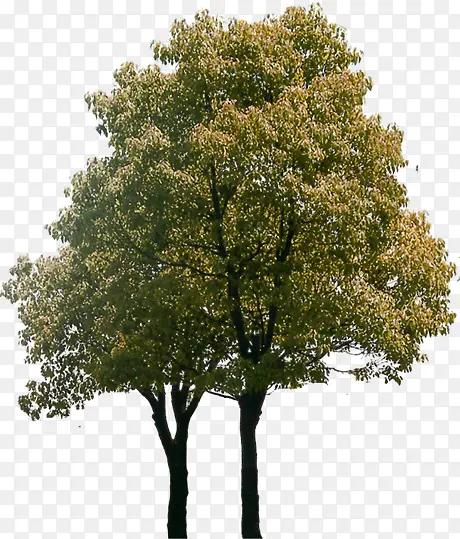 ��̬��԰ɭ�ִ���-������