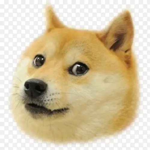 Doge����Shiba inu doge�������-������