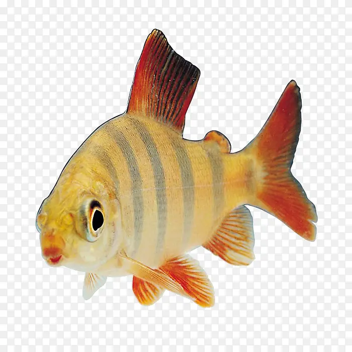 ��ɫ��С��-������