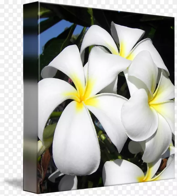 ������ƻ���չ����-������-������