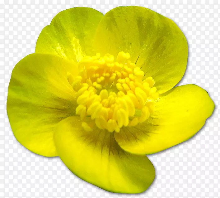 ����ֲ�ﻨ��Ȼ�-������