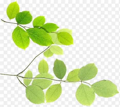 ���������µ���Ҷ��֦-������