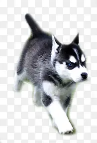 ����˹��Ȯ-������