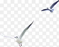 ������Ӱ������պ�ƽ��-������