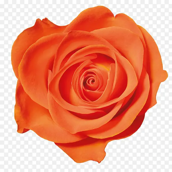 ��ɫõ�廨�ز�-������