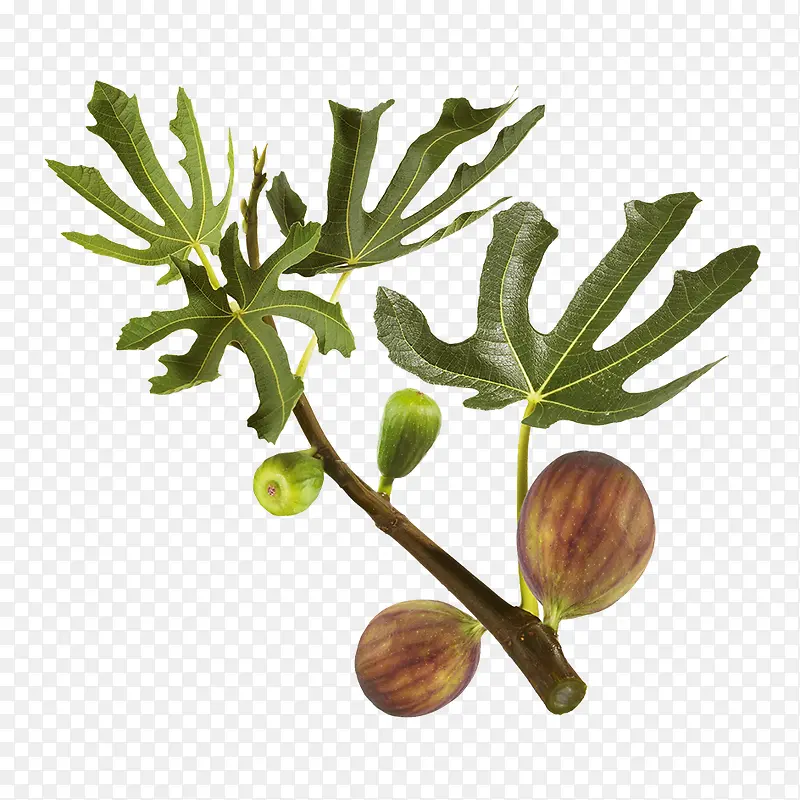 �޻�����֦-������