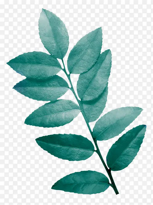 ��ҶͼƬ�ز�-������