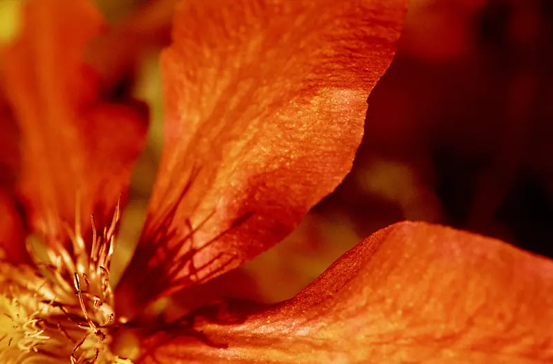 ����ҶƬ����-������