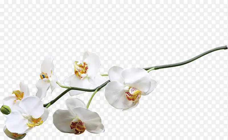 ��ɫΨ��������֦����-������