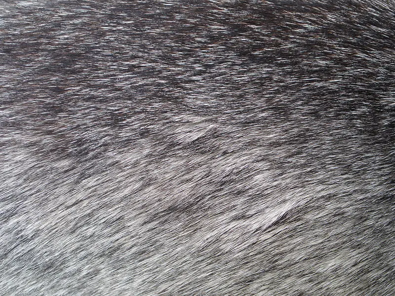 �Ұ�ɫƤë����-������