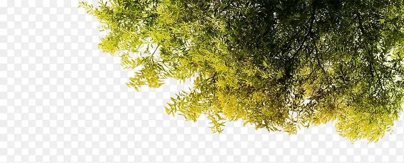 ��Ҷ-������