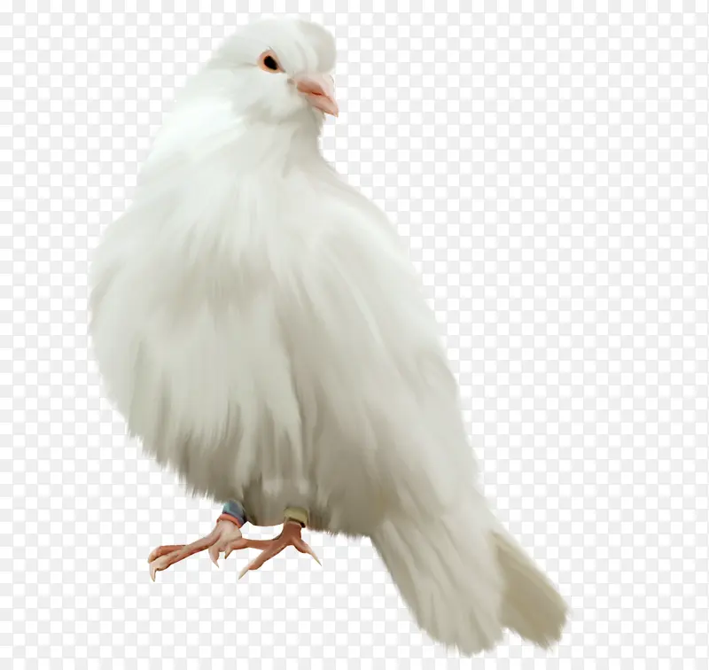 �ɰ���С�׸�-������