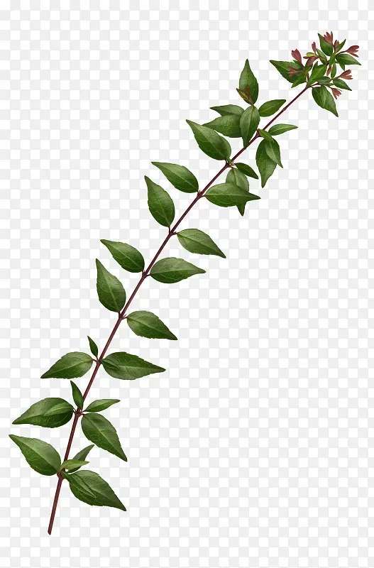 ����������Ҷ-������