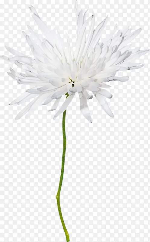 ��ɫ�ջ�-������