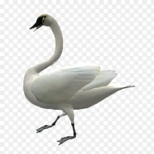 ��ɫ���-������