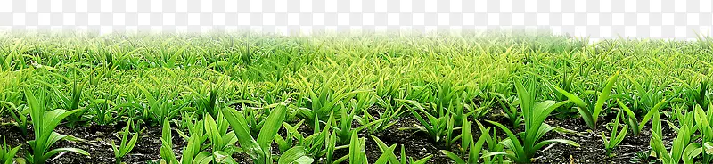 ��ƺ-������