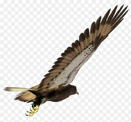 ������ӥͼƬ-������