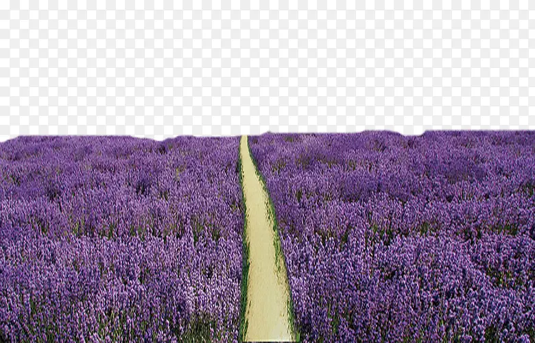 ޹�²ݷ���-������