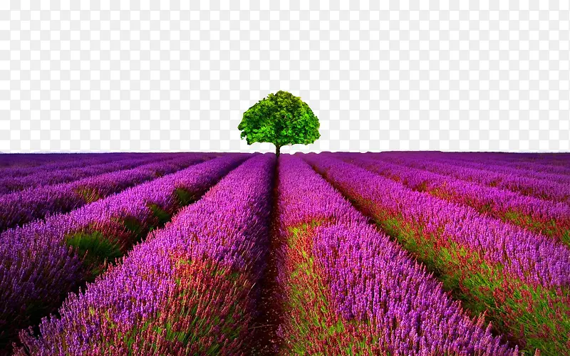 ޹�²ݵĻ�-������