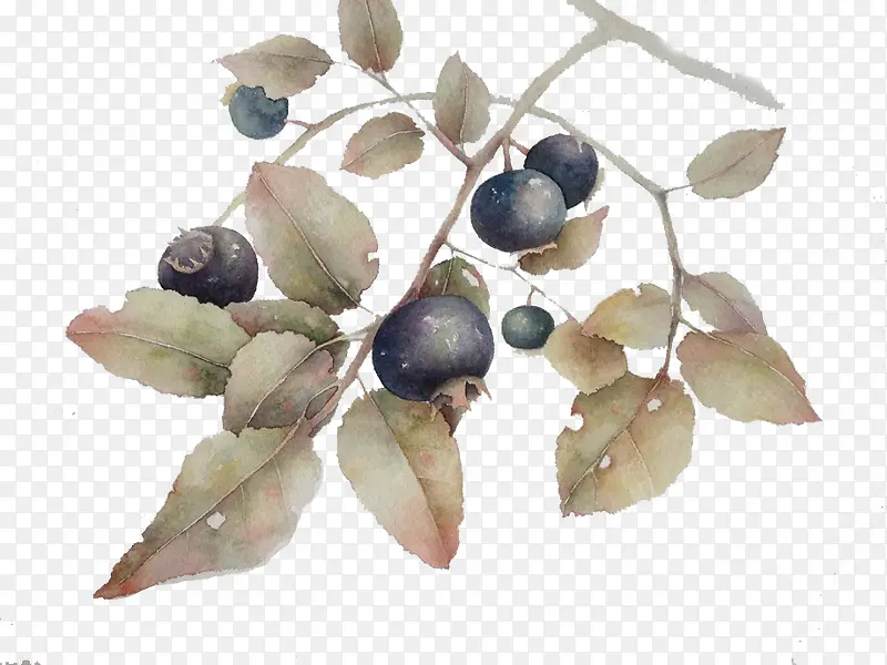 ɽ���ʵ����֦�ز�-������