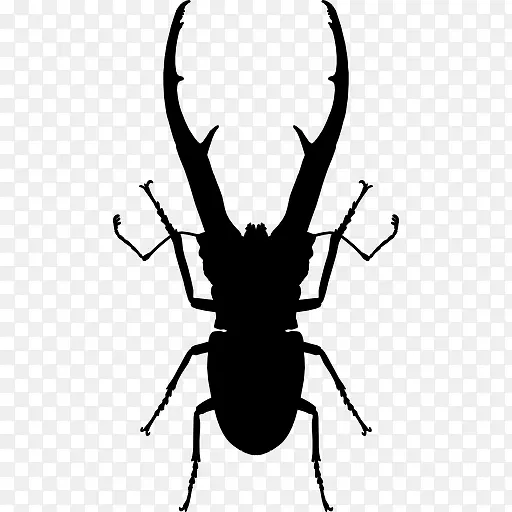 ����chalcosoma�׳���״ͼ��-������