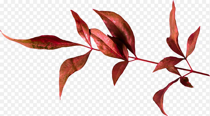 ��֦pngͼƬ-������