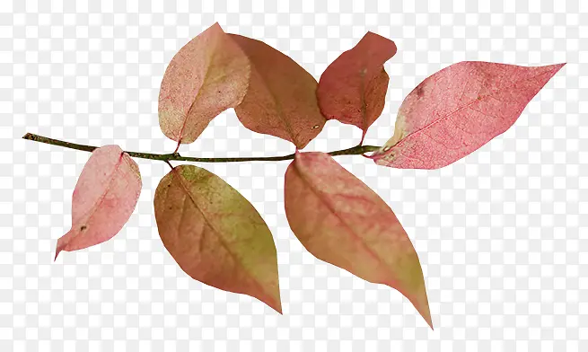 ��֦�ز�ͼƬ-������