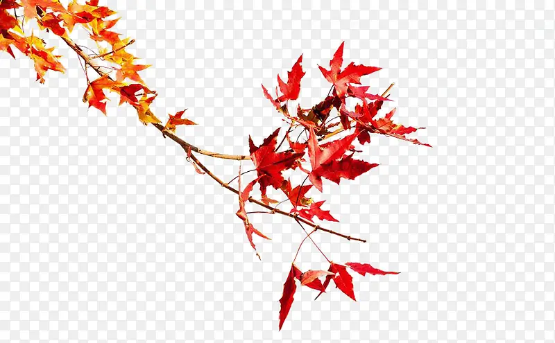 ��Ҷ��֦-������