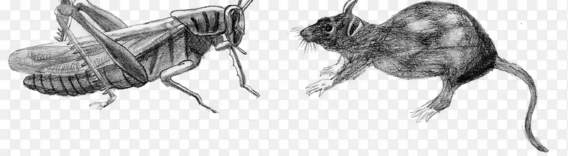 ����С����-������