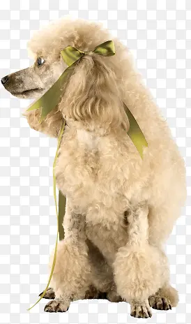 �ɰ�����Ȯ-������