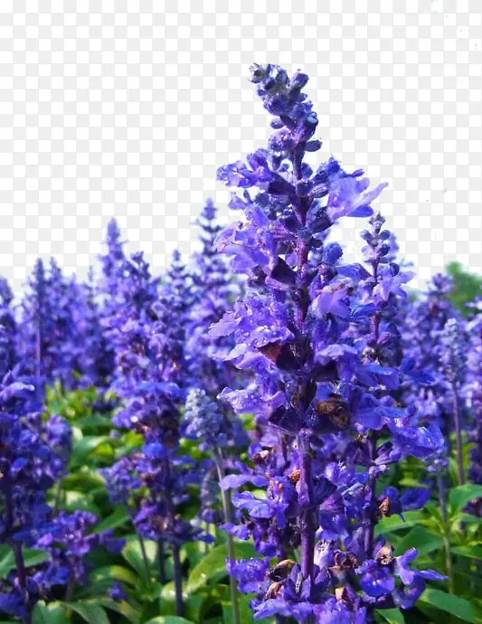 ��ɫ޹�²�-������