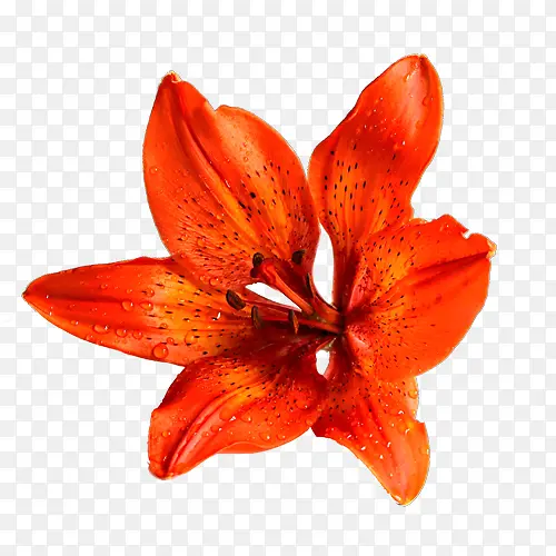 ��ɫ�ٺϻ�-������