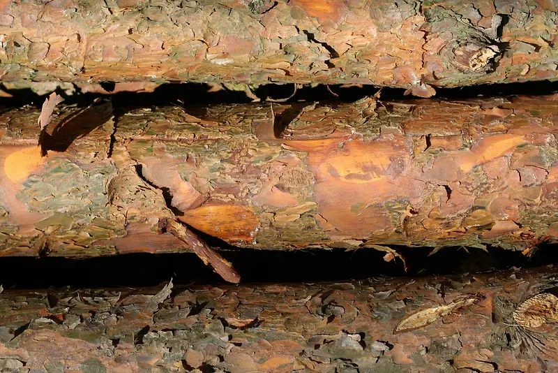 ľ����Ӱ-������