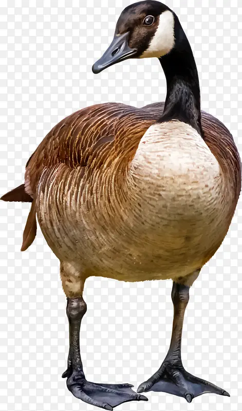 ����Ѽ��-������