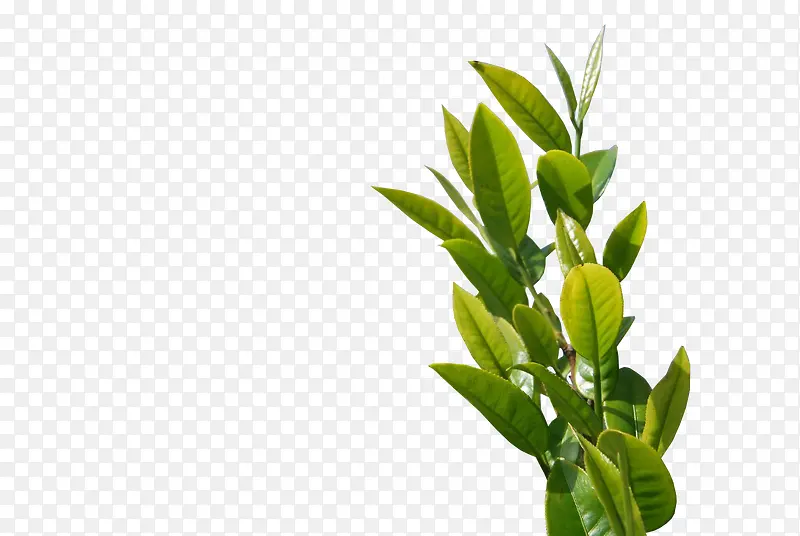 ������֦ʵ��-������