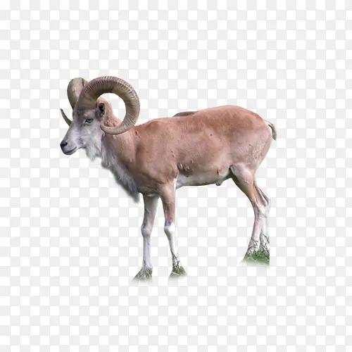 ɽ��ͼƬ-������