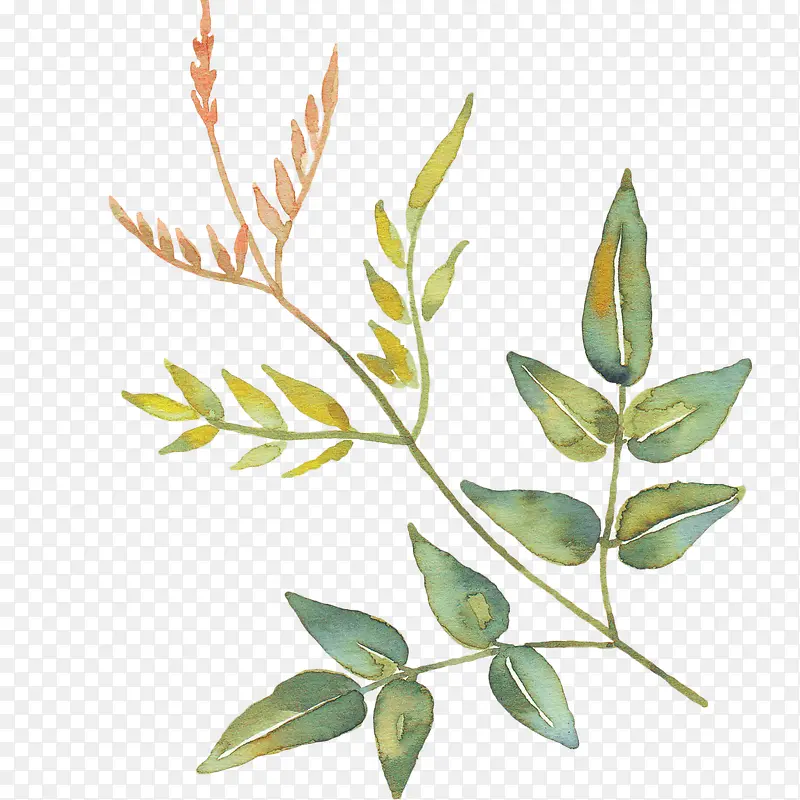 ����ˮī����֦-������